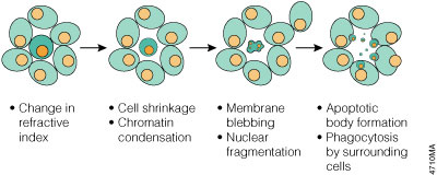 Morphology changes during apoptosis.