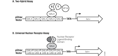 The two-hybrid assay and universal nuclear receptor assay.