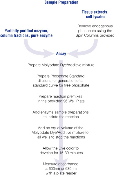 Steps required for measuring phosphatase activity using the Serine/Threonine or the Tyrosine Phosphatase Assay System.