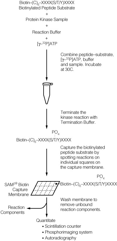The SignaTECT® Protein Kinase Assay protocol.
