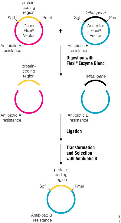 Transfer of a protein-coding region between N-terminal or native Flexi® Vectors.