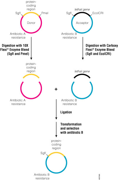 Transfer of a protein-coding region into the C-terminal Flexi® Vectors.