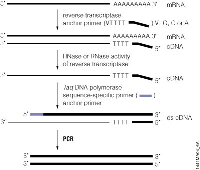 Schematic diagram of a typical 3′-RACE protocol.