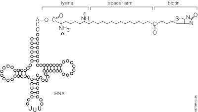 Schematic representation of Transcend™ tRNA structure.