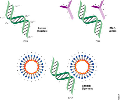 Schematic representation of various transfection technologies and how they neutralize the negatively charged DNA.