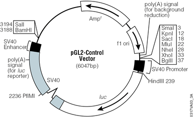 pGL2-Control Vector.
