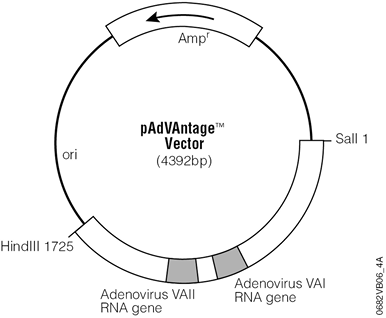 pAdVAntage Vector.
