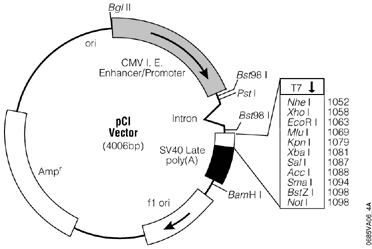 pCI Mammalian Expression Vector.
