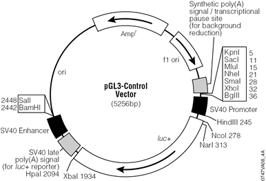 pGL3-Control Vector.