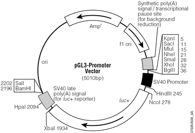 pGL3-Promoter Vector.