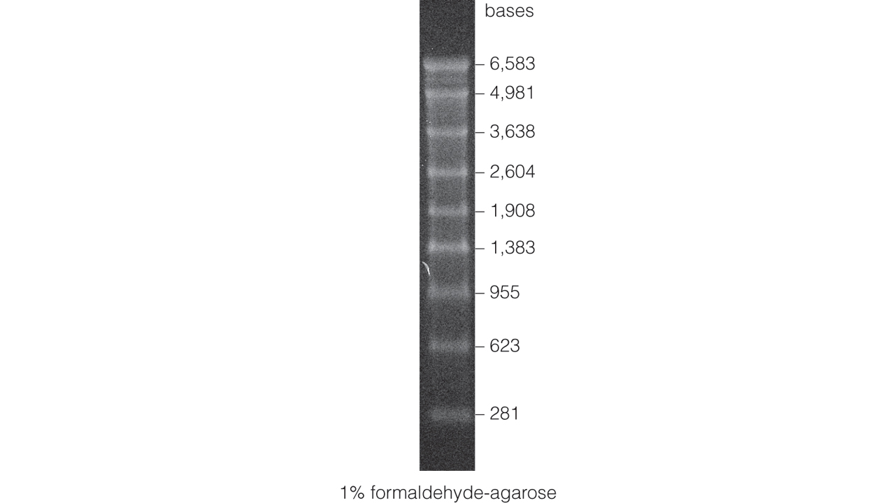 RNA Markers.