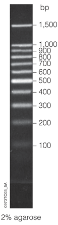 100bp DNA Ladder.