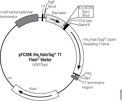 pFC30K His6HaloTag® T7 Flexi® Vector.