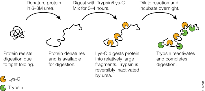 Digestion of proteolytic-resistant proteins.