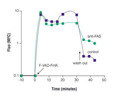 CaspACE FITC-VAD-FMK In Situ Marker-labeling of Jurkat T cells.
