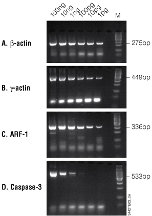 Amplification of several different transcripts of differing abundance from one RT reaction.