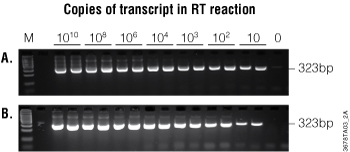 Sensitivity of ImProm-II Reverse Transcriptase reactions in two-step RT-PCR.