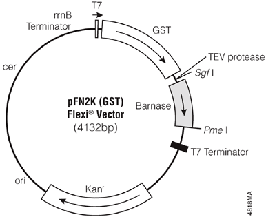 pFN2K (GST) Flexi Vector.