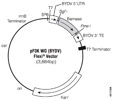 pF3K WG (BYDV) Flexi Vector.
