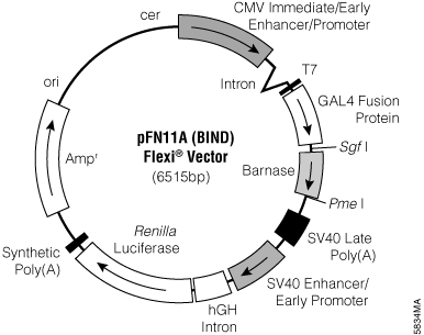 pFN11A (BIND) Flexi Vector.