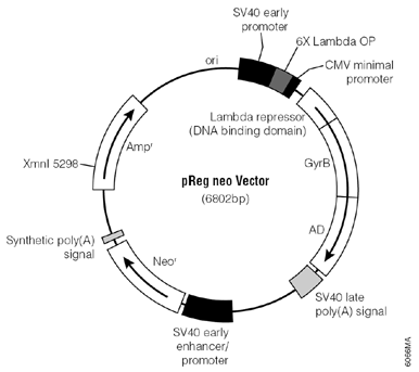 pReg neo Vector.