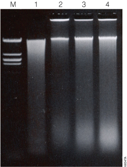 Genomic DNA isolated from mouse feces.