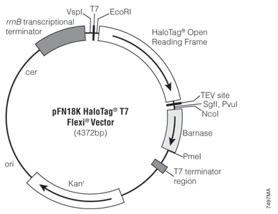 pFN18K HaloTag T7 Flexi Vector 7497MA
