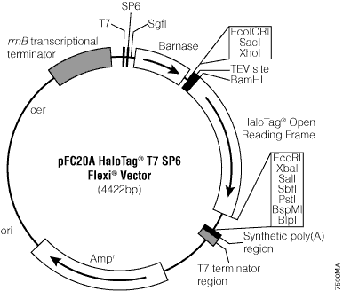 pFC20A HaloTag T7 SP6 Flexi Vector. 