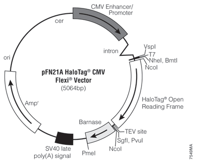 pFN21A HaloTag CMV Flexi Vector 7549MA
