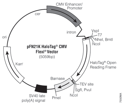 pFN21A HaloTag CMV Flexi Vector 7550MA