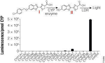 CYP enzyme selectivity for the Luciferin-4F12 substrate.