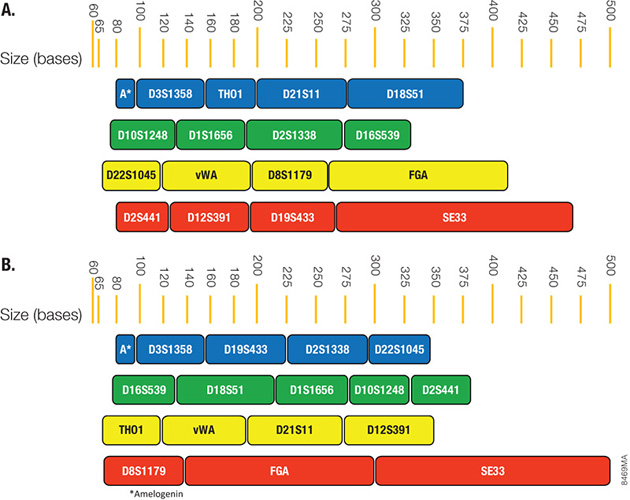 The PowerPlex ESX and ESI loci