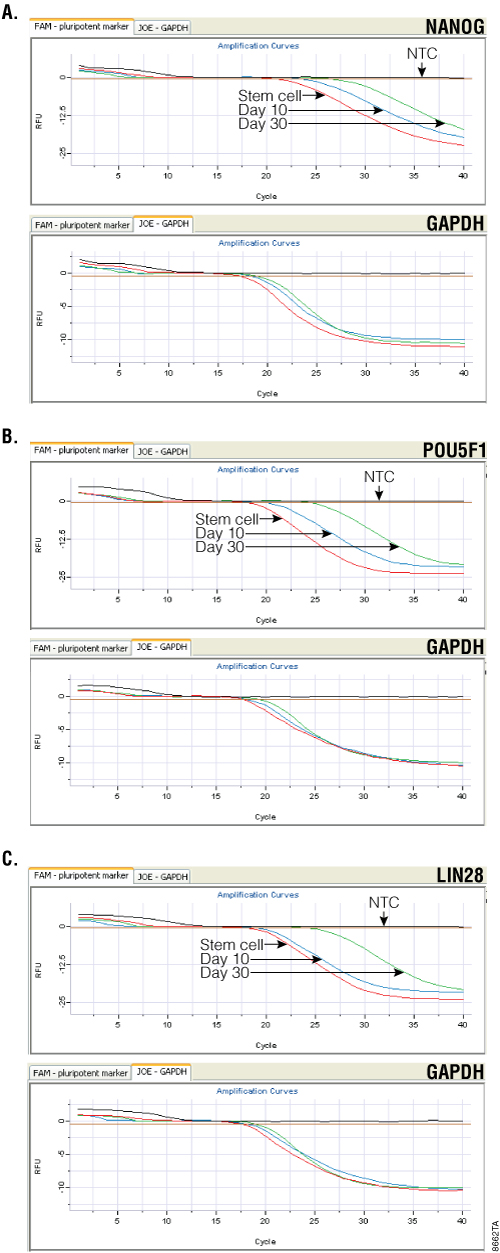 Monitoring neural cell differentiation.