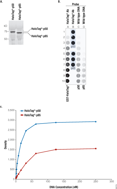 Binding affinity of p50 and p65 proteins for wildtype DNA. 