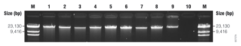 Agarose gel electrophoresis results from fresh and frozen blood samples.