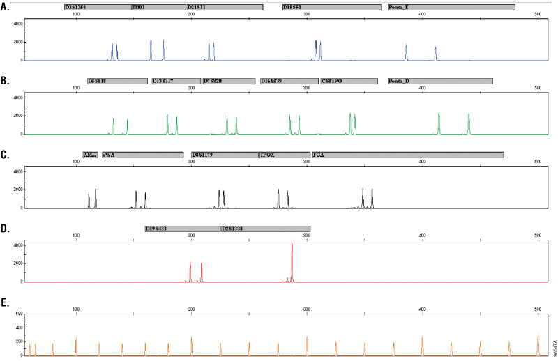 Amplification of sample using the PowerPlex 18D System.