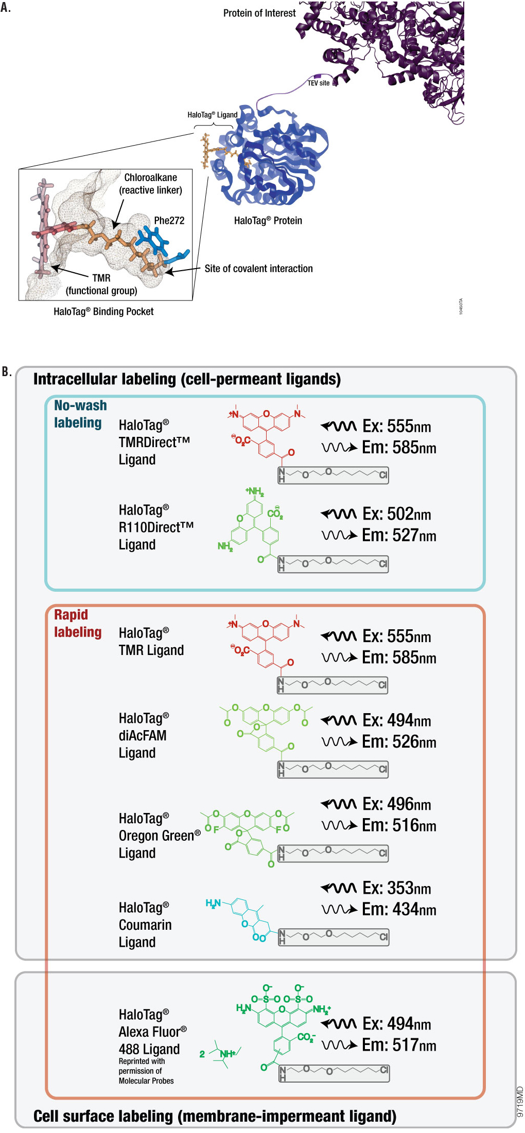 HaloTag® technology.