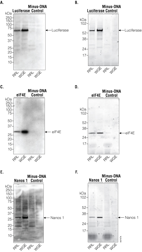 Detection of firefly luciferase, eIF4E and Nanos 1 by Western blot. 