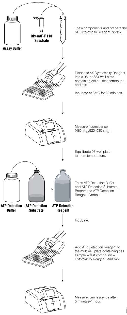 Schematic of the Mitochondrial ToxGlo™ Assay.