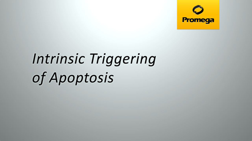 Intrinsic Triggering of Apoptosis