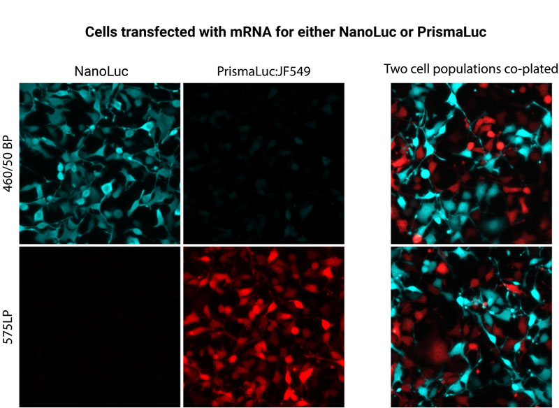 hela-cell-with-mrna-b