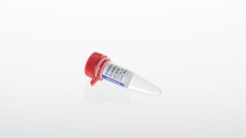 RNase
