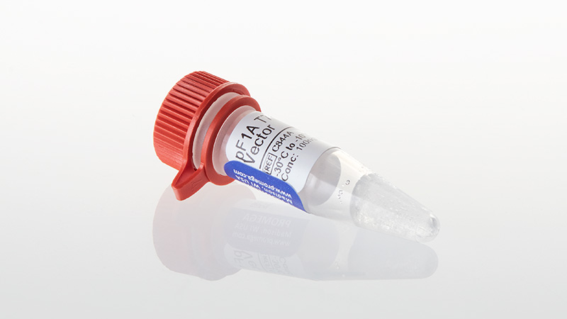 pF1 T7 Flexi® Vectors