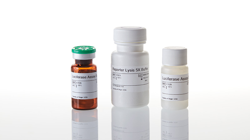 sisi様確認用 Luciferase Assay System