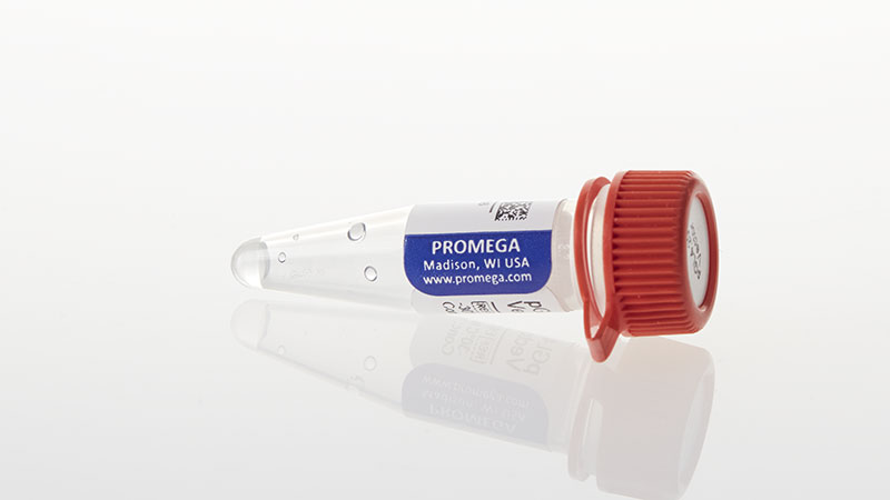 Additional Signaling Pathway Analysis Response Element Firefly