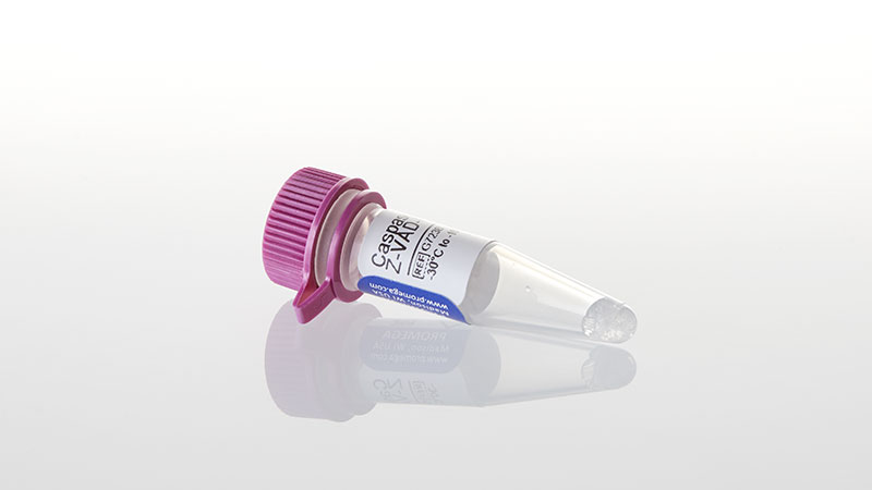 Caspase Inhibitor Z-VAD-FMK
