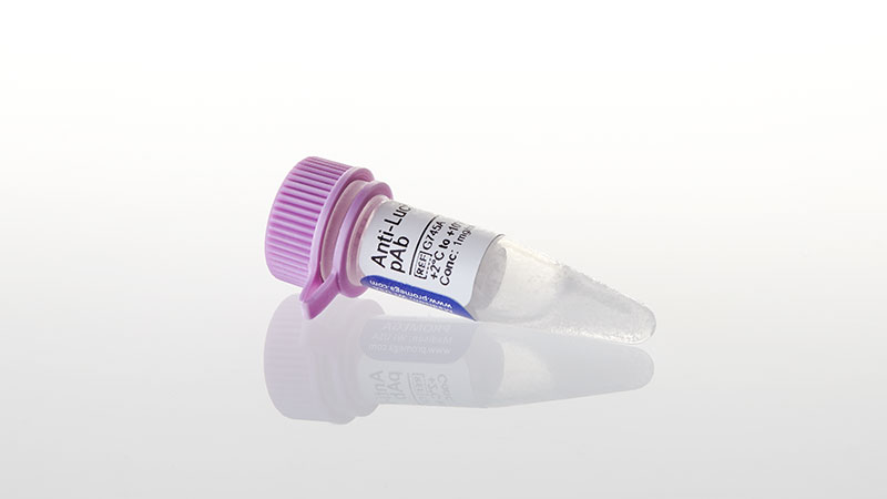 Anti-Luciferase pAb