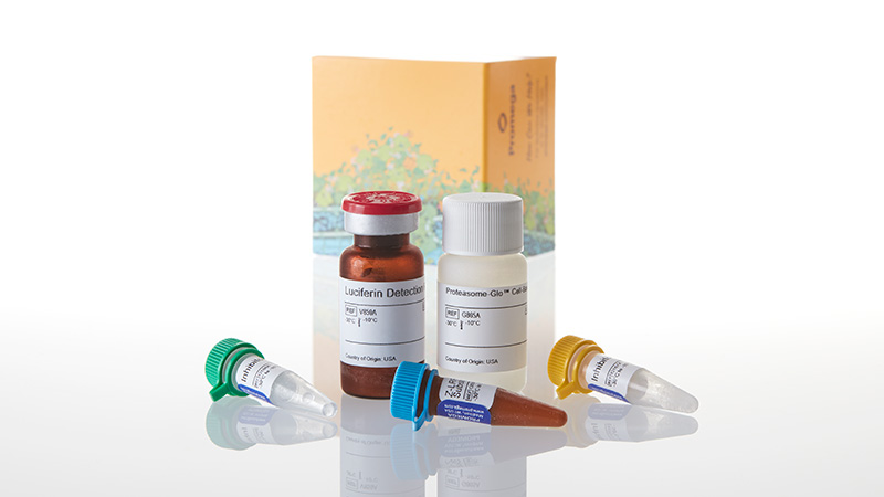 G8760_Proteasome-Glo--Trypsin--Like-Cell-Base_3