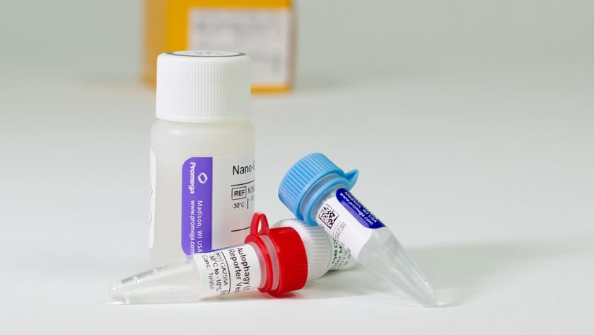 Autophagy Assay | LC3 | Autophagic Flux Assay | Promega