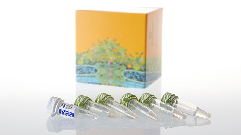 JM109 Competent Cells